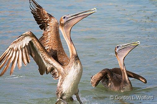 Stretching Pelican_36788.jpg - Brown Pelican (Pelecanus occidentalis) photographed along the Gulf coast near Port Lavaca, Texas, USA.